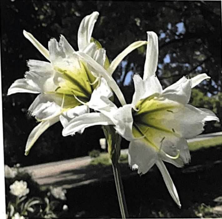 Peruvian Daffodil, Hymenocallis festalis